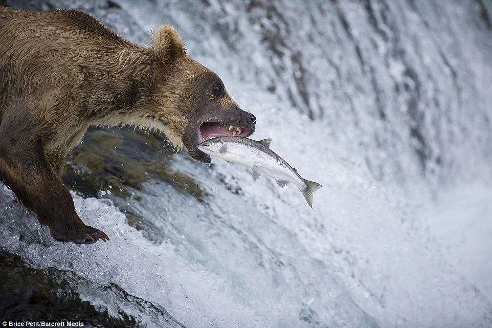 Cận cảnh gấu đói chầu chực săn cá hồi