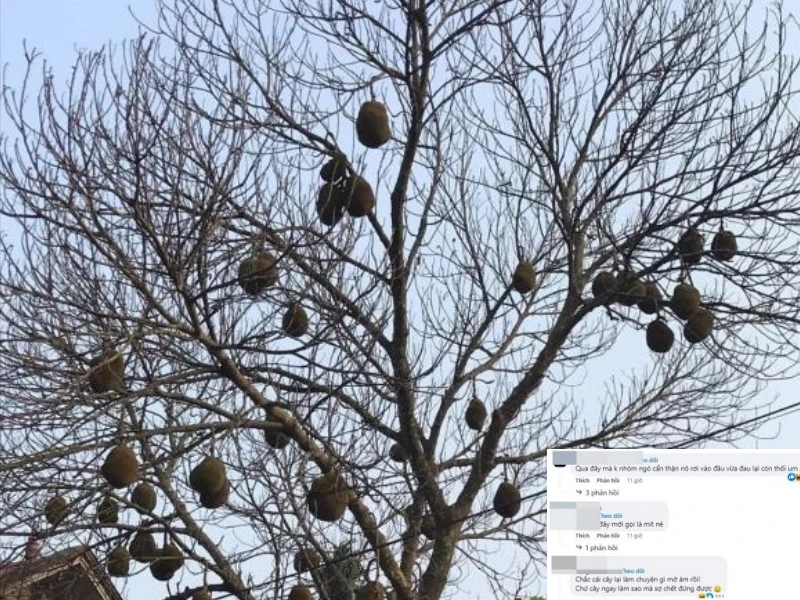 Cây mít lạ trĩu quả không chút lá, dân mạng cảnh báo nguy hiểm