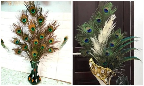 Lông công phong thủy Ấn Độ cầu may bán tràn chợ mạng