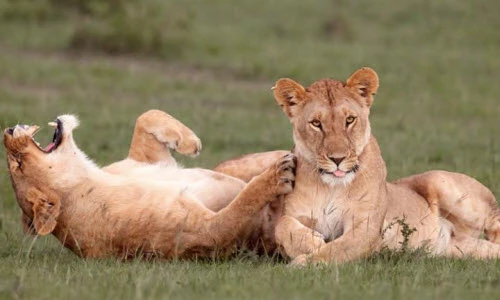 Ảnh động vật tuần: Sư tử khoái trá cười lăn trên bãi cỏ