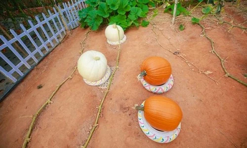 Thăm vườn bí ngô khổng lồ ở Đà Lạt khiến du khách "tròn mắt"