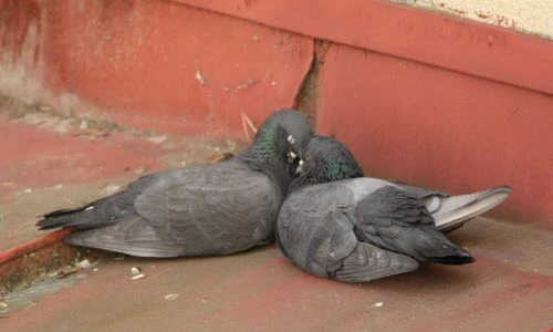 Những khoảnh khắc biểu cảm siêu yêu của động vật hoang dã