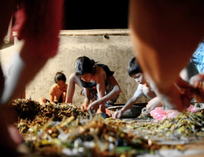 Dân thủ đô diệt “tôm bay”, kiếm tiền triệu mỗi ngày