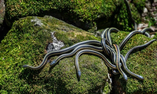 Ảnh động vật tuần: Đàn rắn tỉnh giấc sau kỳ ngủ đông