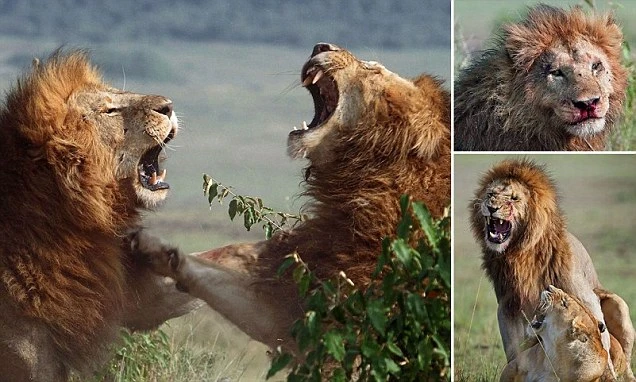 Khốc liệt cảnh sư tử đực đánh nhau chí tử giành bạn tình