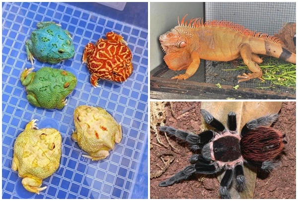 Loạt thú cưng độc lạ và đắt đỏ của nhà giàu Việt