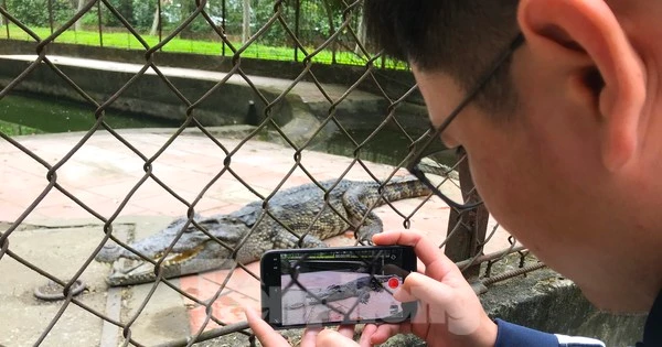 Nỗi lo cá sấu sổng chuồng ở công viên lớn nhất Nghệ An