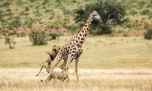Ảnh động vật tuần: Sư tử hợp sức hạ sát hươu cao cổ