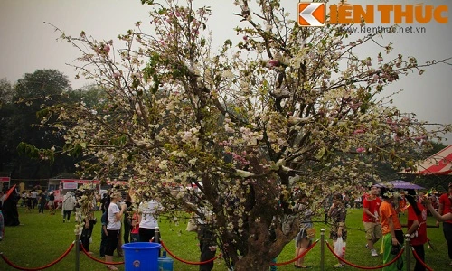 Lễ hội hoa anh đào lần hai ở Hà Nội gây thất vọng
