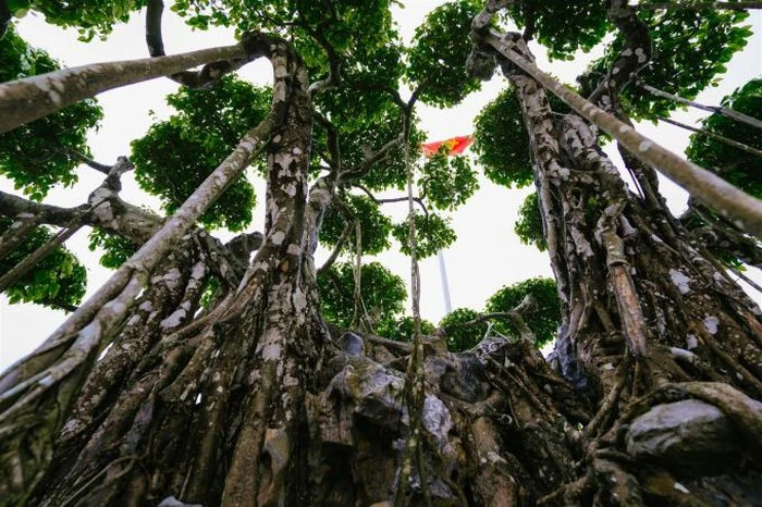 Hoa mắt những gốc sanh cổ kiểu dáng có 1-0-2, giá ngang biệt thự