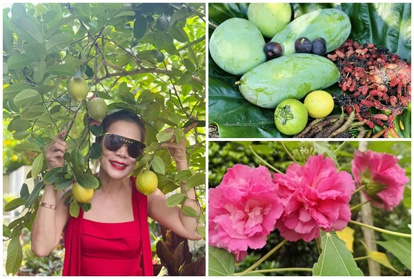 Nhà vườn “đi mỏi chân” lúc lỉu quả của ca sĩ Mỹ Lệ