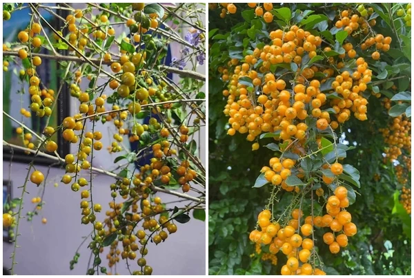 Bất ngờ cây dại “cho không ai lấy” lên Hà Nội “hốt” tiền triệu 