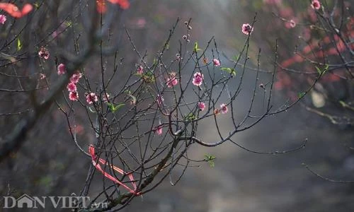 Đào nở sớm những ngày đầu năm mới ở làng hoa Nhật Tân
