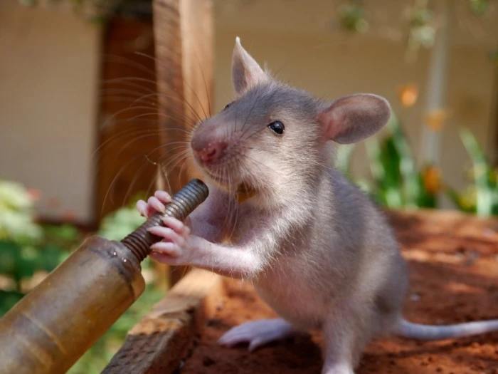 Đột nhập trại huấn luyện chuột “khủng” phát hiện mìn ở Tanzania 