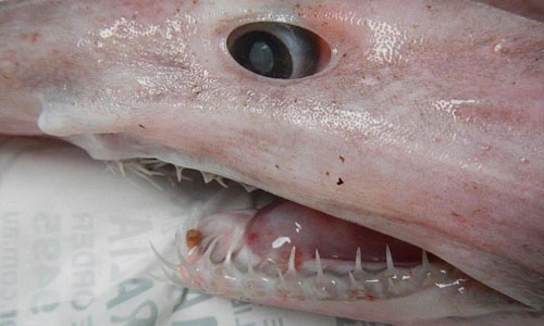 Bắt được cá mập yêu tinh vô cùng hiếm