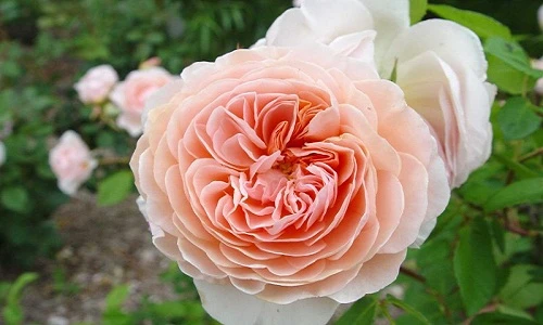 Những giống hoa hồng ngoại bạc triệu hút giới nhà giàu Việt