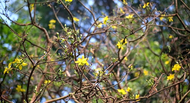 Chiêm ngưỡng “lão mai” trăm tuổi gần 6 tỷ không mua nổi 
