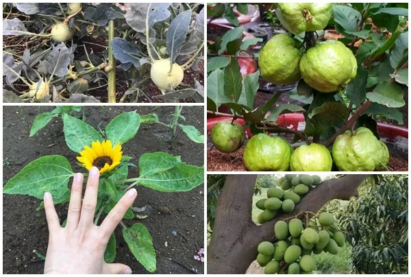 Kỳ thú những loại cây mọc “ngang trái” nhất Việt Nam