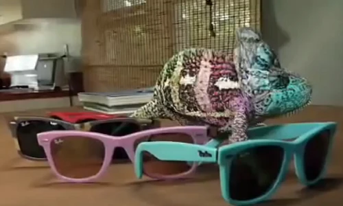 Giải mã khả năng thay đổi màu sắc của tắc kè hoa