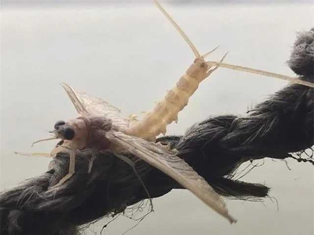 Côn trùng xưa cho gà ăn, nay 500.000 đồng/kg vẫn “cháy hàng“