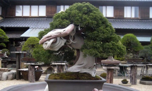 Cây cảnh đắt giá hàng hiếm, đắt giá nhất thế giới