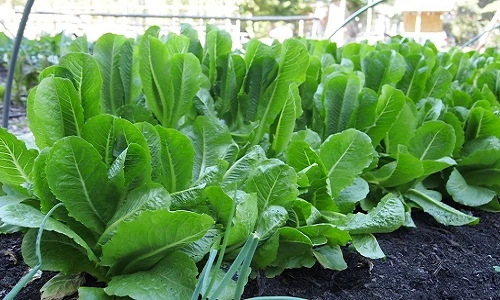 Đã mắt ngắm vườn rau cải "hái ra tiền" xanh hút mắt