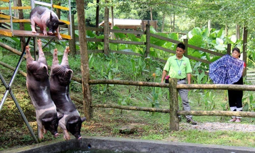 Độc đáo khu nghỉ dưỡng sang trọng dành riêng cho... lợn