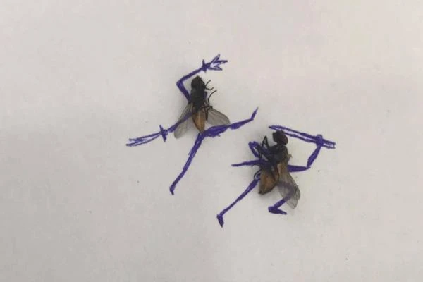 Dù đã chết những vẫn "đi đường quyền", chú ruồi bỗng có triệu fan