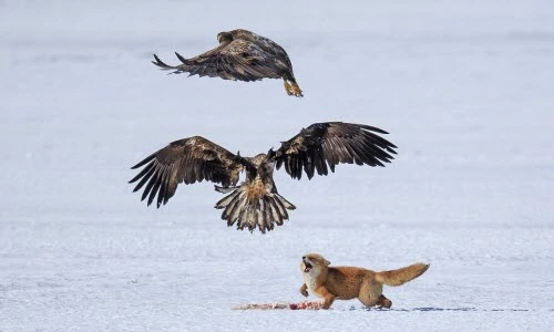 Cáo và đại bàng quyết chiến giành khúc xương