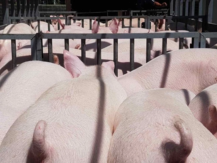 Nuôi lợn, hàng loạt đại gia Việt kiếm bộn tiền