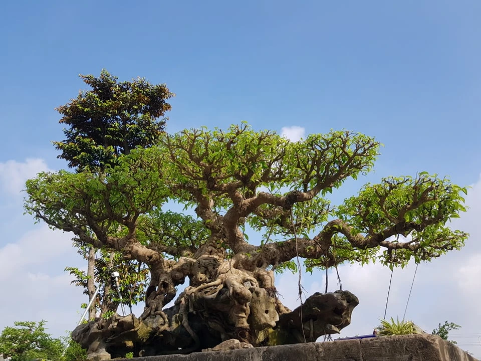 Chiêm ngưỡng sanh cổ trăm tuổi 70 tỷ đại gia từ chối bán