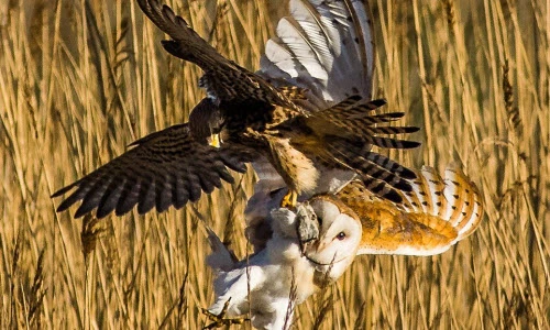 Chim cắt cướp mồi cú lợn một cách trắng trợn