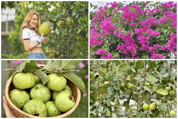 Xuýt xoa khu vườn “thẳng cánh cò bay” ngập hoa trái của Mỹ Tâm