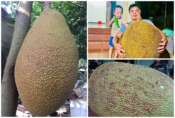 Sửng sốt những trái mít khổng lồ xôn xao thị trường Việt 