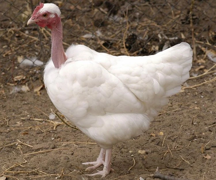 Loài gà có cổ trần trụi như rắn “hớp hồn” nhà giàu Việt