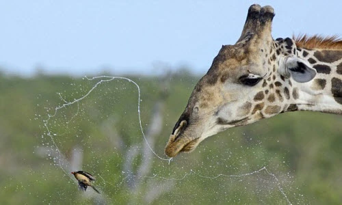 Hươu cao cổ hắt xì khiến chim khổ sở 