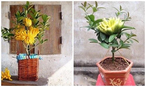 Phật thủ bonsai mini tuyệt đẹp hút khách trước Tết