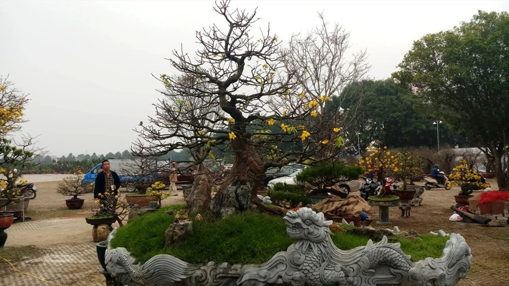 Cận Tết, lái buôn "hét giá" mai vàng từ trăm triệu tới hàng tỷ 1 cây