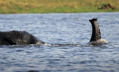 Voi giả làm quái vật hồ Loch Ness gây kinh ngạc