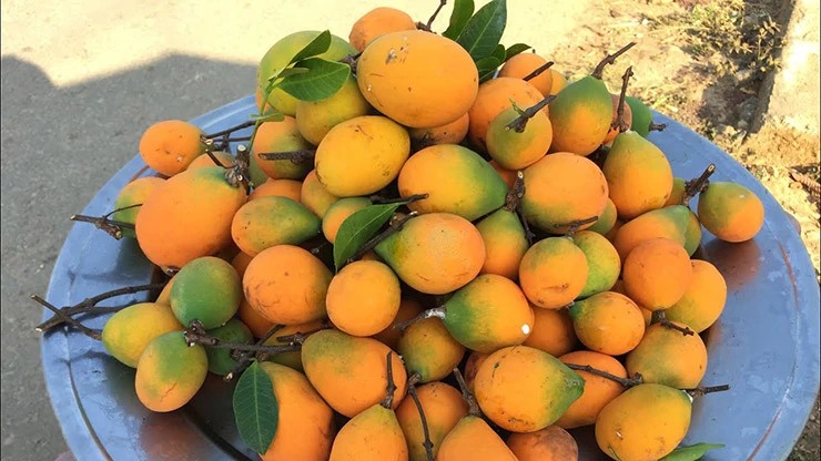 Loại quả dại giờ là đặc sản được “săn lùng”, giá 210.000 đồng/kg