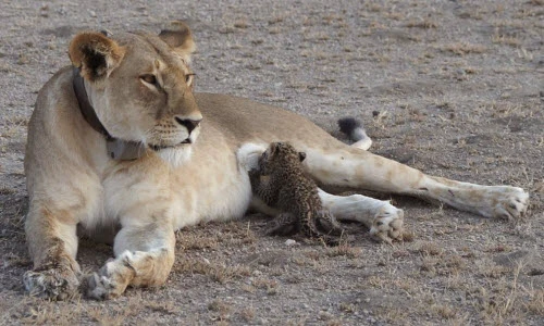 Ảnh động vật tuần: Lạ đời báo con bú sữa sư tử mẹ