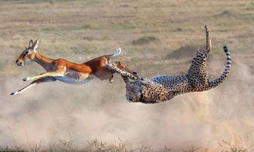 Ảnh động vật: Báo đốm “tung mình” tóm linh dương, chó diễu hành...