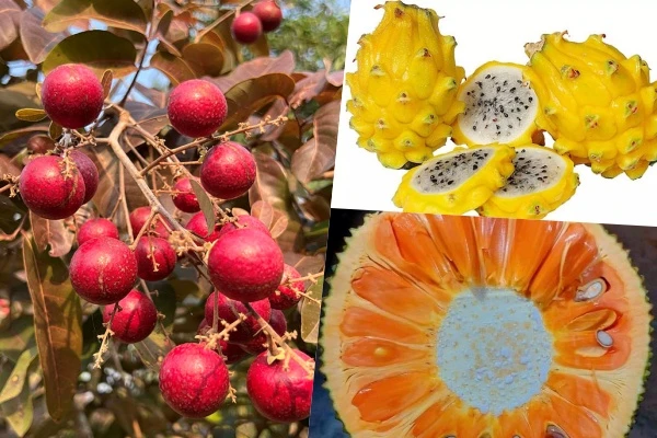 Từng gây sốt với giá cao, trái cây độc lạ giờ ra sao?