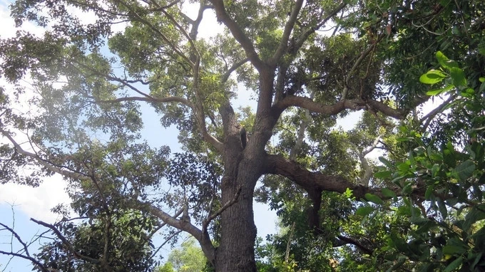 Tận thấy loài cây “quý hơn vàng” chỉ có tại Việt Nam 