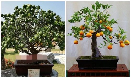 Mãn nhãn loạt cam Nhật siêu trái lạ mắt chơi Tết