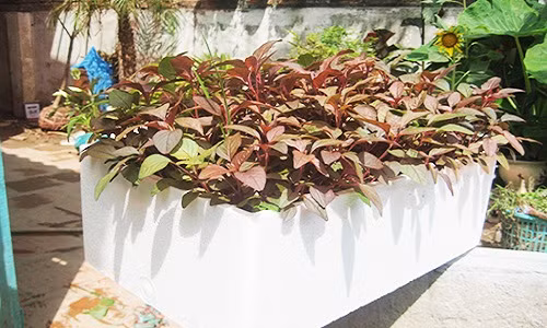 Bí kíp trồng rau dền trong chậu xanh tốt quanh năm