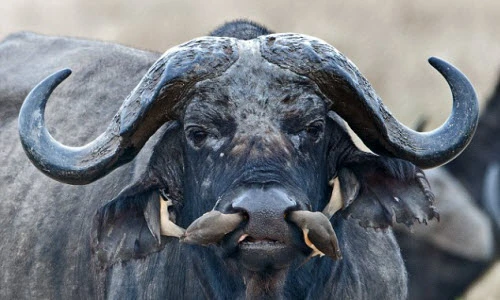 Độc lạ chim tận tình vệ sinh mũi cho trâu