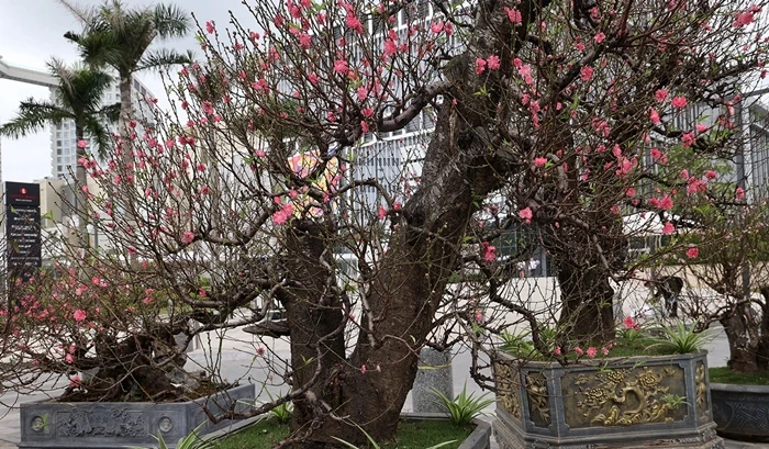 Đào cổ thụ trăm triệu xuống phố “ngóng” đại gia chơi Tết 