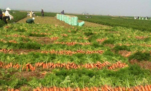 Ghé thăm "vựa vàng" cà rốt bạc tỷ lớn nhất miền Bắc