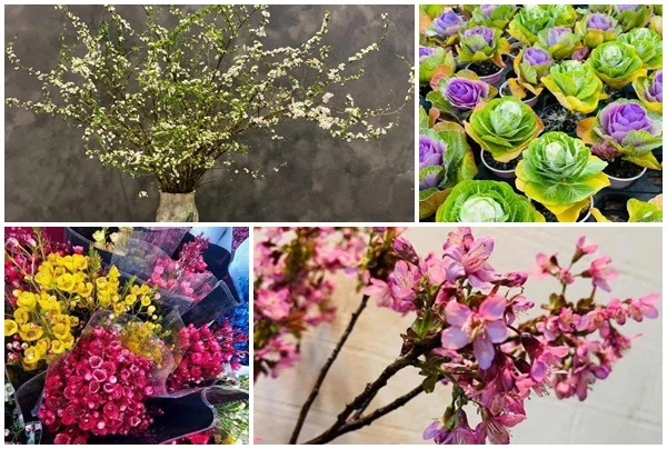 Thanh liễu, tuyết mai, anh đào... nhập khẩu Trung Quốc hút khách dịp Tết